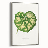 Farfugium Grande Leaf Illustration - Romanticism Botanical Art Print
