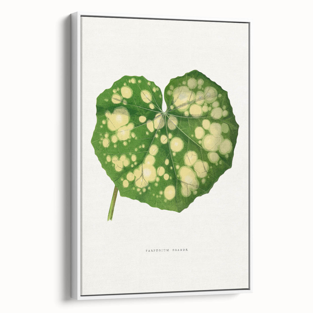 Farfugium Grande Leaf Illustration - Romanticism Botanical Art Print