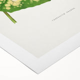 Farfugium Grande Leaf Illustration - Romanticism Botanical Art Print