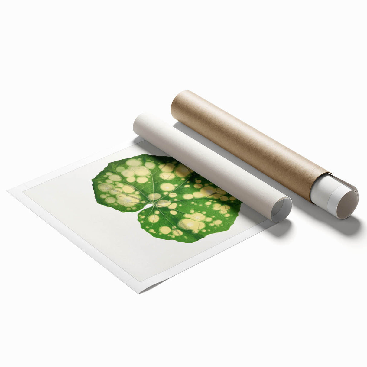 Farfugium Grande Leaf Illustration - Romanticism Botanical Art Print
