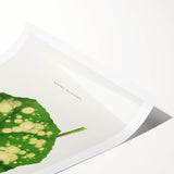 Farfugium Grande Leaf Illustration - Romanticism Botanical Art Print