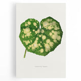 Farfugium Grande Leaf Illustration - Romanticism Botanical Art Print