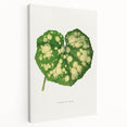 Farfugium Grande Leaf Illustration - Romanticism Botanical Art Print