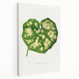 Farfugium Grande Leaf Illustration - Romanticism Botanical Art Print