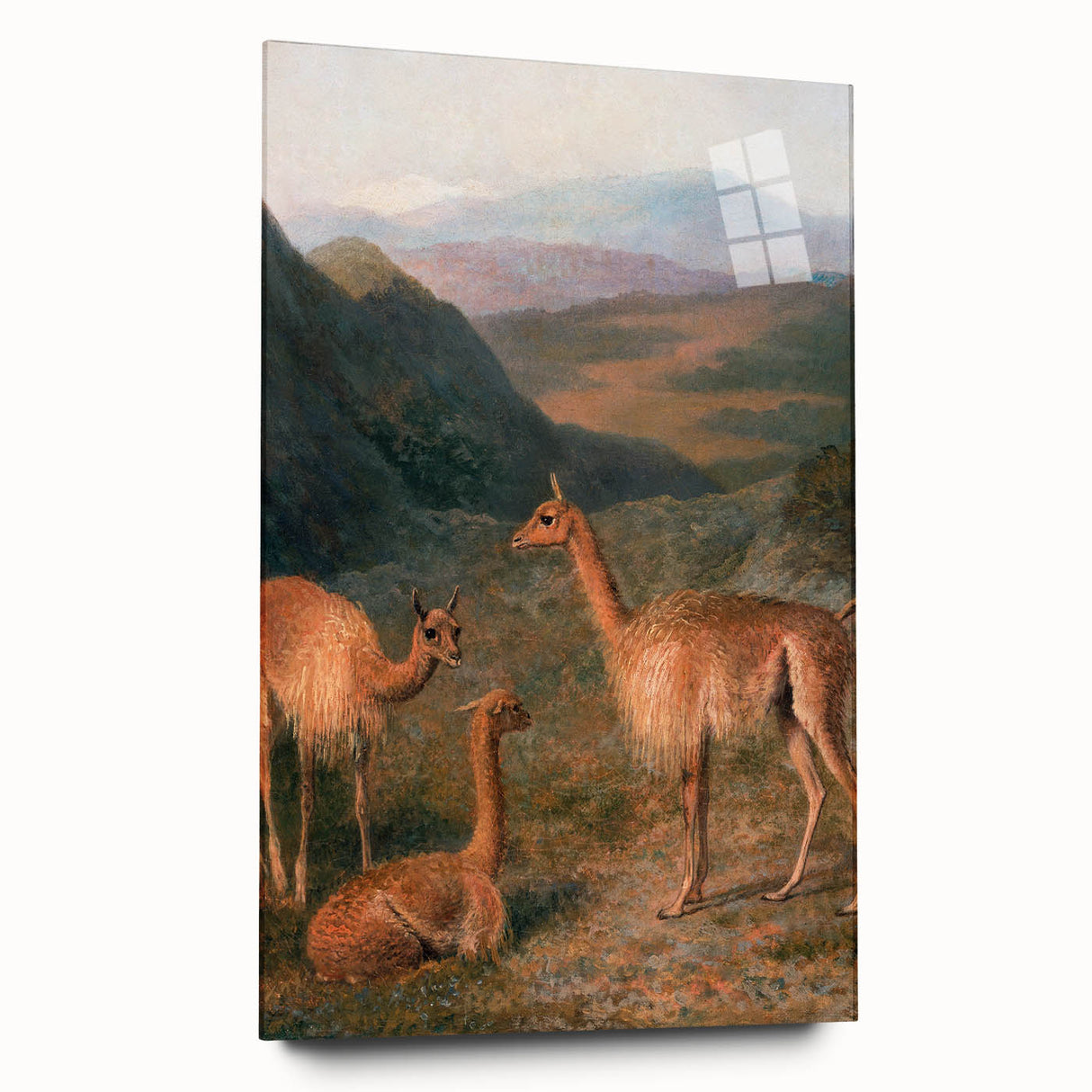 Realism Art Prints - Peaceful Vicuñas in Mountain Landscape on Canvas