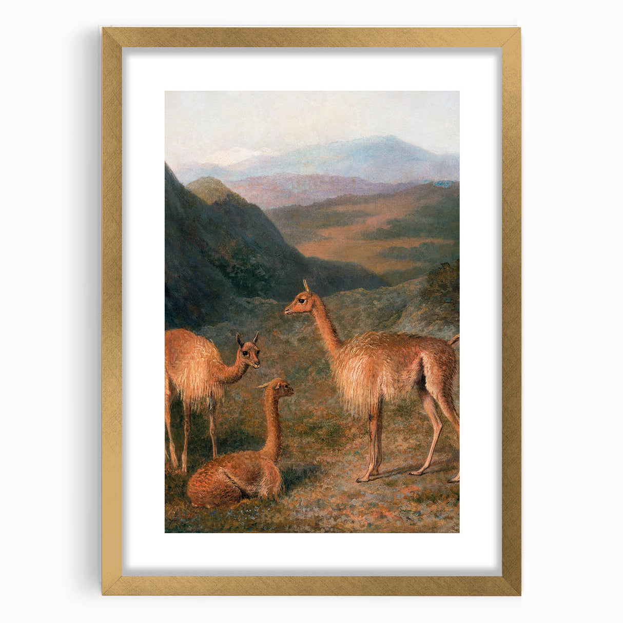 Realism Art Prints - Peaceful Vicuñas in Mountain Landscape on Canvas