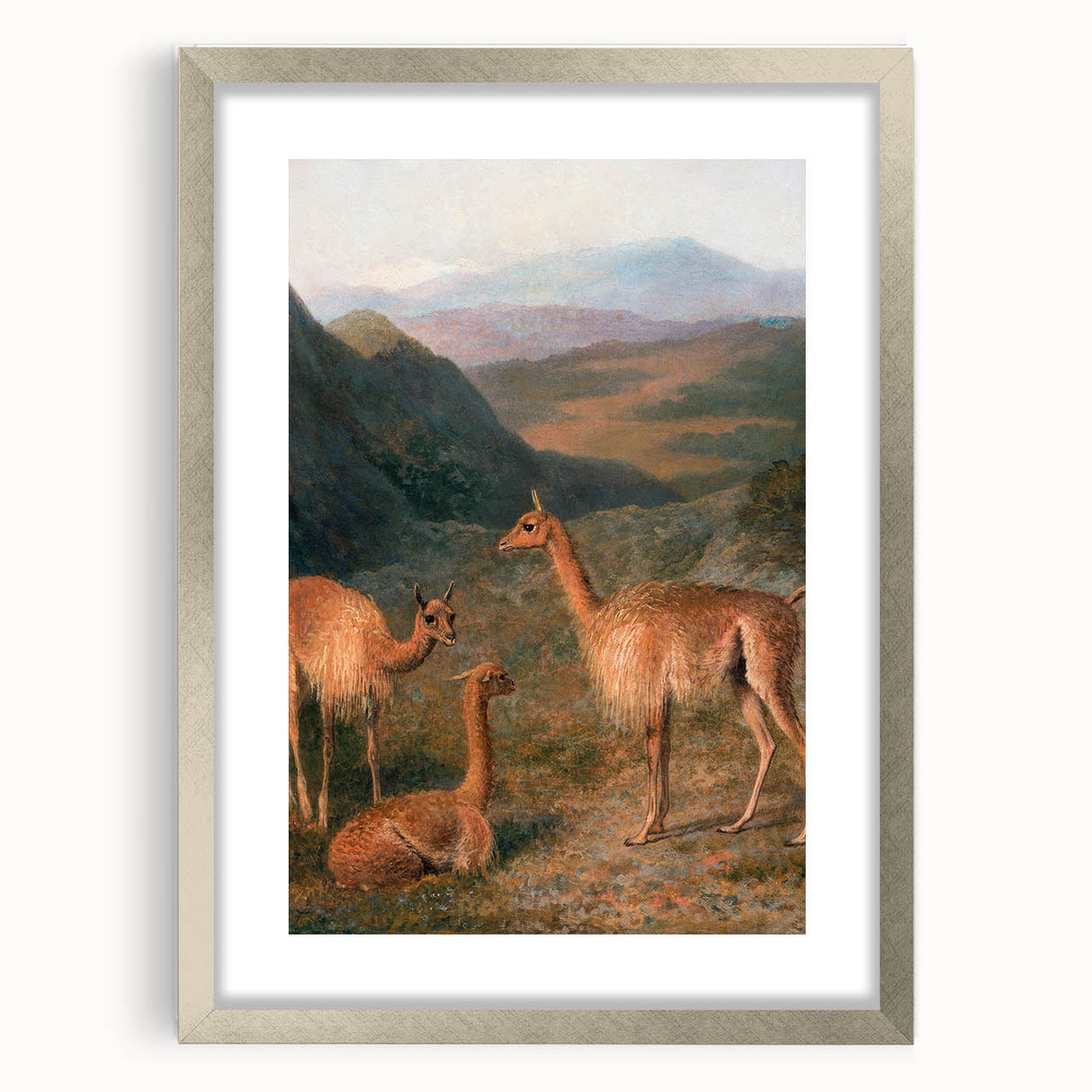 Realism Art Prints - Peaceful Vicuñas in Mountain Landscape on Canvas