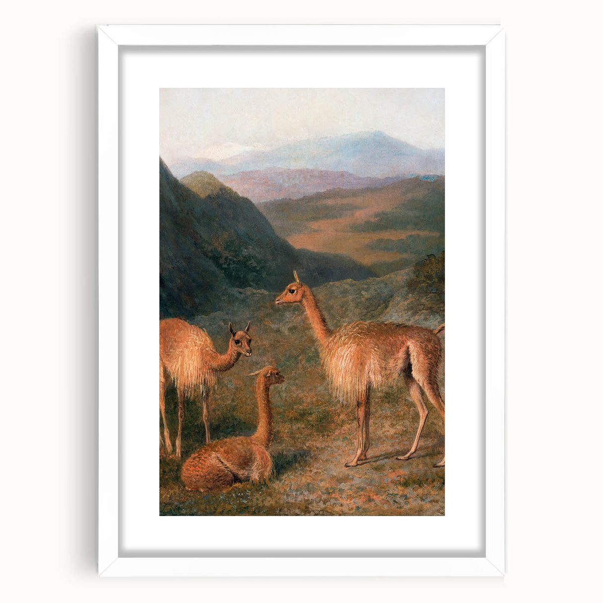 Realism Art Prints - Peaceful Vicuñas in Mountain Landscape on Canvas