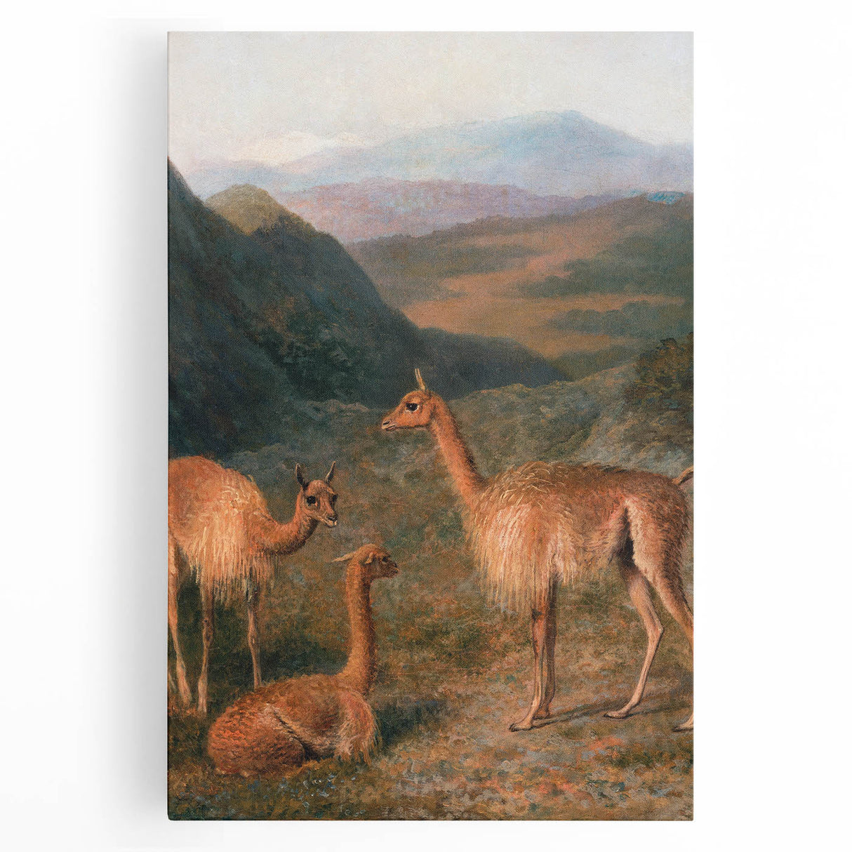 Realism Art Prints - Peaceful Vicuñas in Mountain Landscape on Canvas