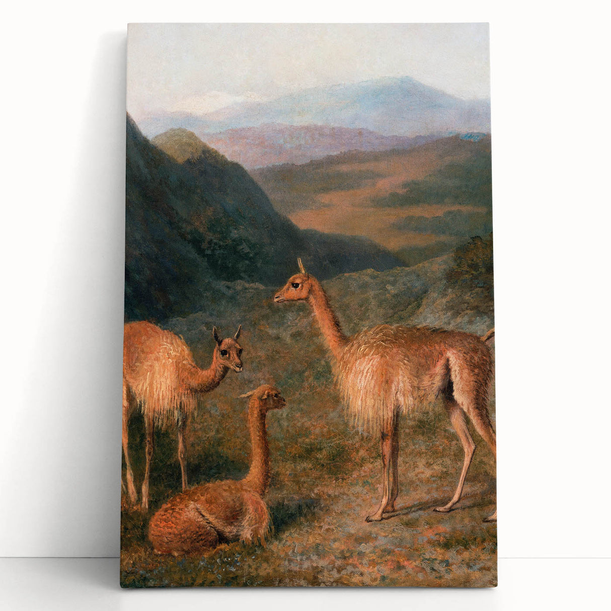 Realism Art Prints - Peaceful Vicuñas in Mountain Landscape on Canvas