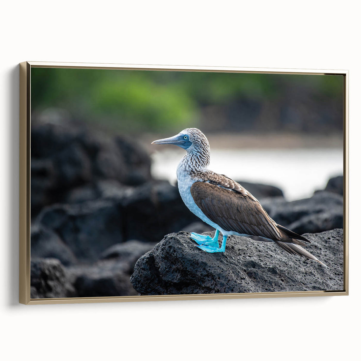 Framed canvas featuring a vintage-style landscape painting of the Galapagos Islands with black and gold tones.