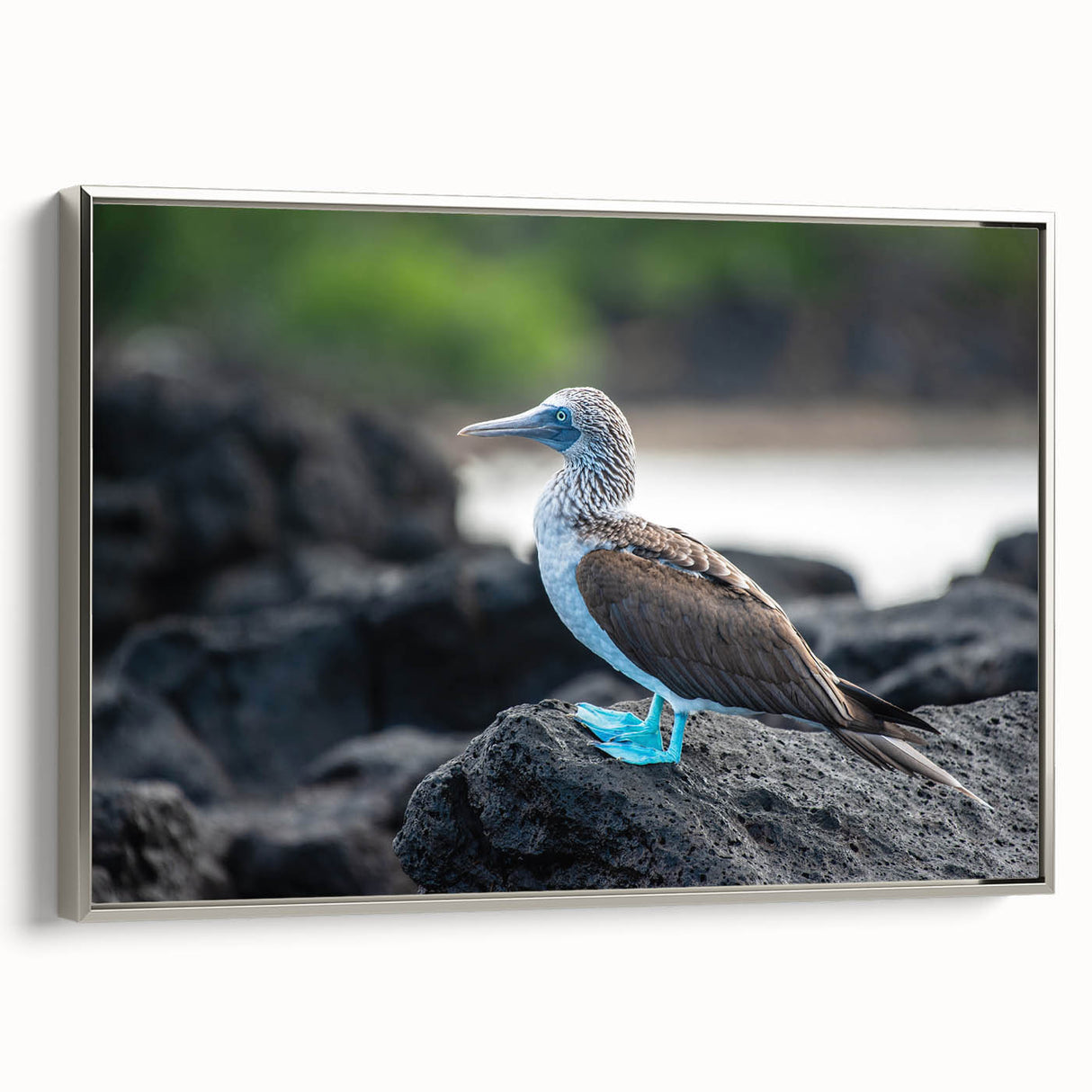 Landscape art painting of the Galapagos Islands on framed canvas.