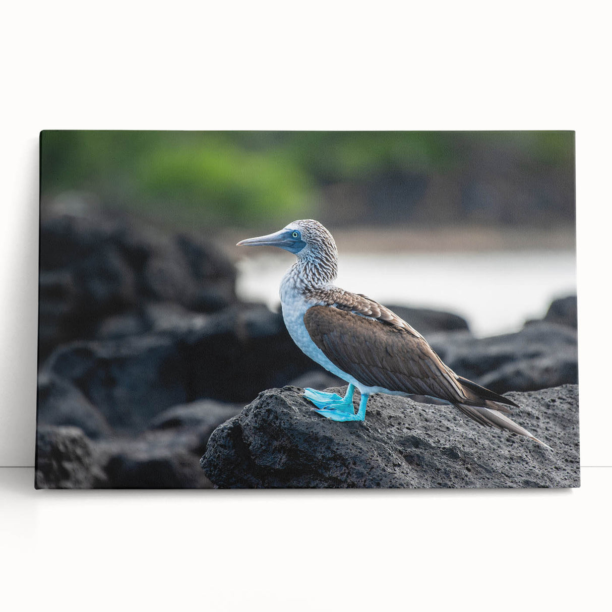 Black and white stretched canvas featuring a serene Galapagos landscape, ideal for kitchen wall art or bedroom ambiance.