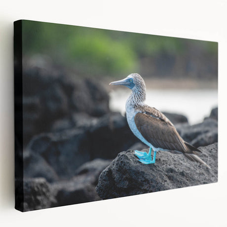 Large stretched canvas depicting a vibrant Galapagos scenery, ideal for kitchen wall art.