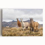 Black and white stretched canvas print of an Ecuadorian landscape, ideal for kitchen wall art.