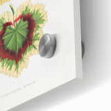 Classic Romantic Paintings: Pelargonium Zonale Art Print