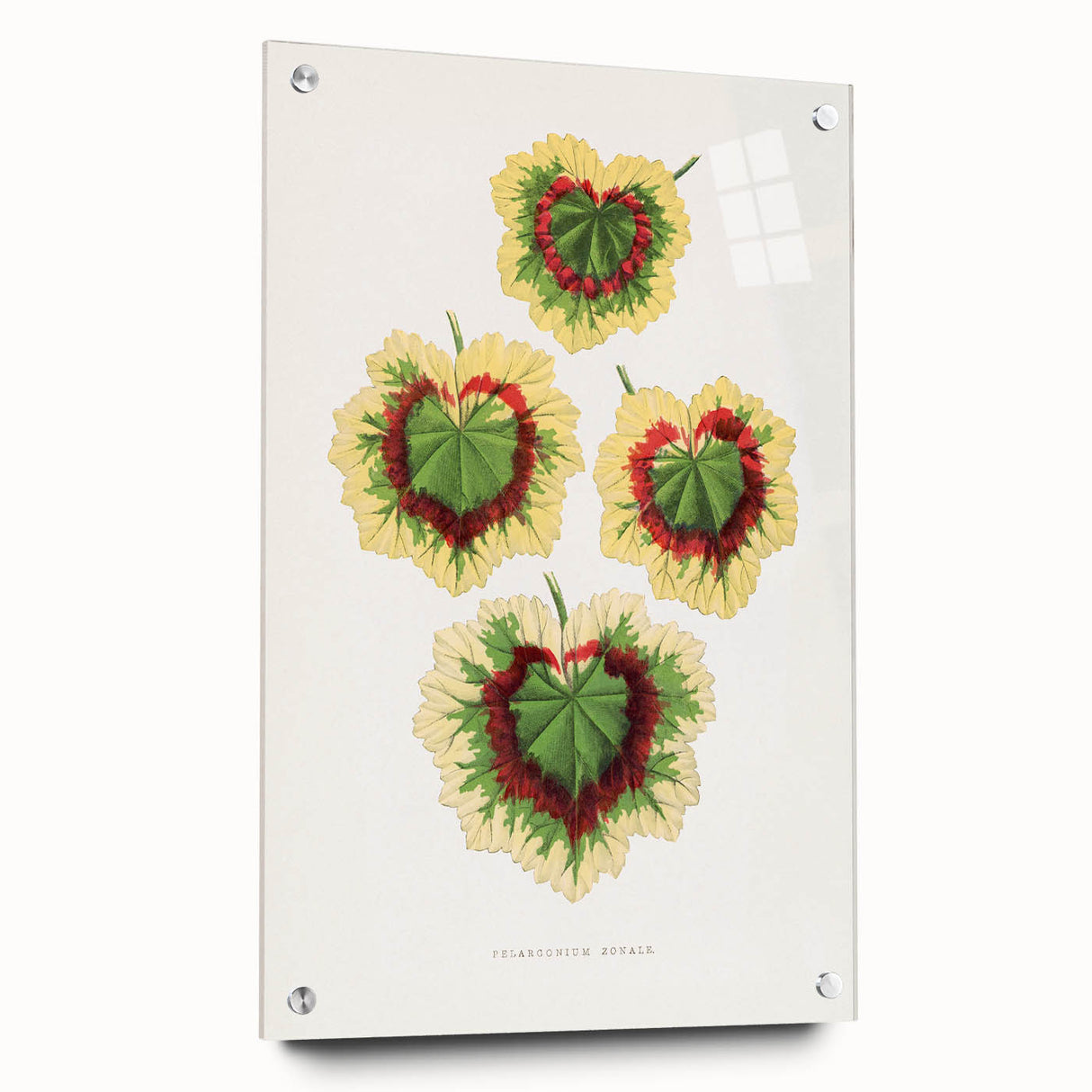 Classic Romantic Paintings: Pelargonium Zonale Art Print
