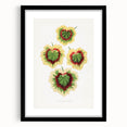 Classic Romantic Paintings: Pelargonium Zonale Art Print