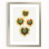 Classic Romantic Paintings: Pelargonium Zonale Art Print