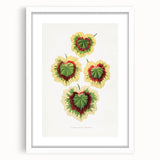 Classic Romantic Paintings: Pelargonium Zonale Art Print