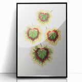 Classic Romantic Paintings: Pelargonium Zonale Art Print