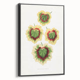 Classic Romantic Paintings: Pelargonium Zonale Art Print