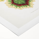 Classic Romantic Paintings: Pelargonium Zonale Art Print