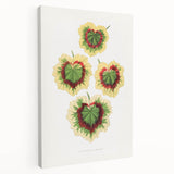 Classic Romantic Paintings: Pelargonium Zonale Art Print