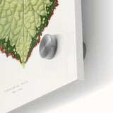 Famous Romantic Era Art: Green Begonia Rex Canvas Print