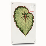 Famous Romantic Era Art: Green Begonia Rex Canvas Print