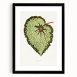 Famous Romantic Era Art: Green Begonia Rex Canvas Print