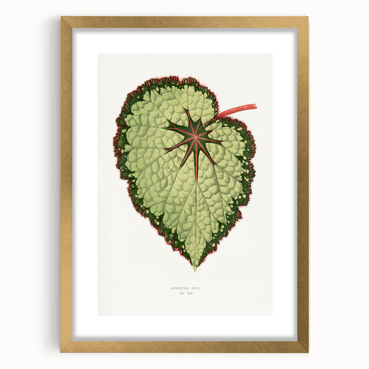 Famous Romantic Era Art: Green Begonia Rex Canvas Print