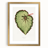 Famous Romantic Era Art: Green Begonia Rex Canvas Print