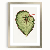 Famous Romantic Era Art: Green Begonia Rex Canvas Print