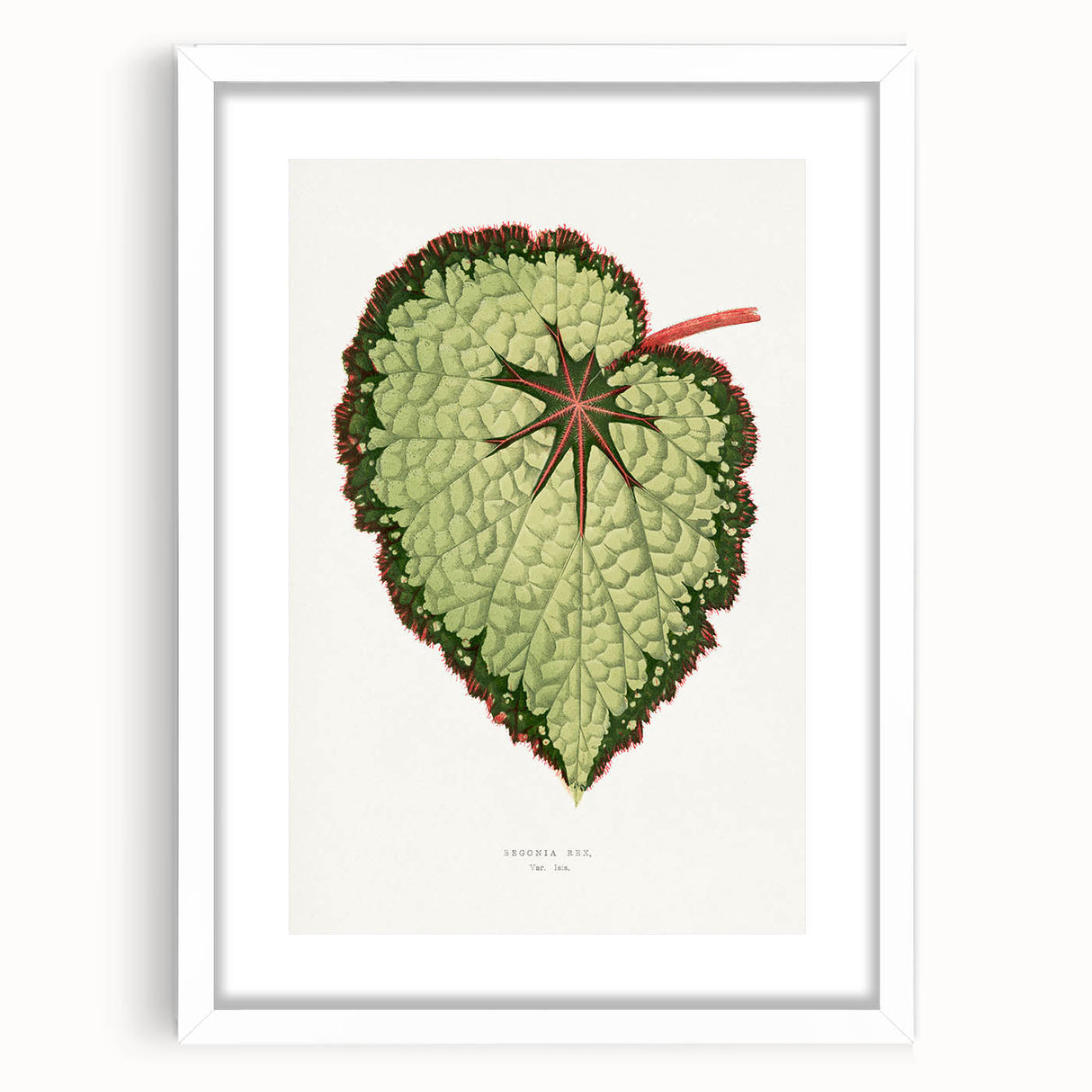 Famous Romantic Era Art: Green Begonia Rex Canvas Print