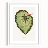 Famous Romantic Era Art: Green Begonia Rex Canvas Print