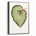 Famous Romantic Era Art: Green Begonia Rex Canvas Print