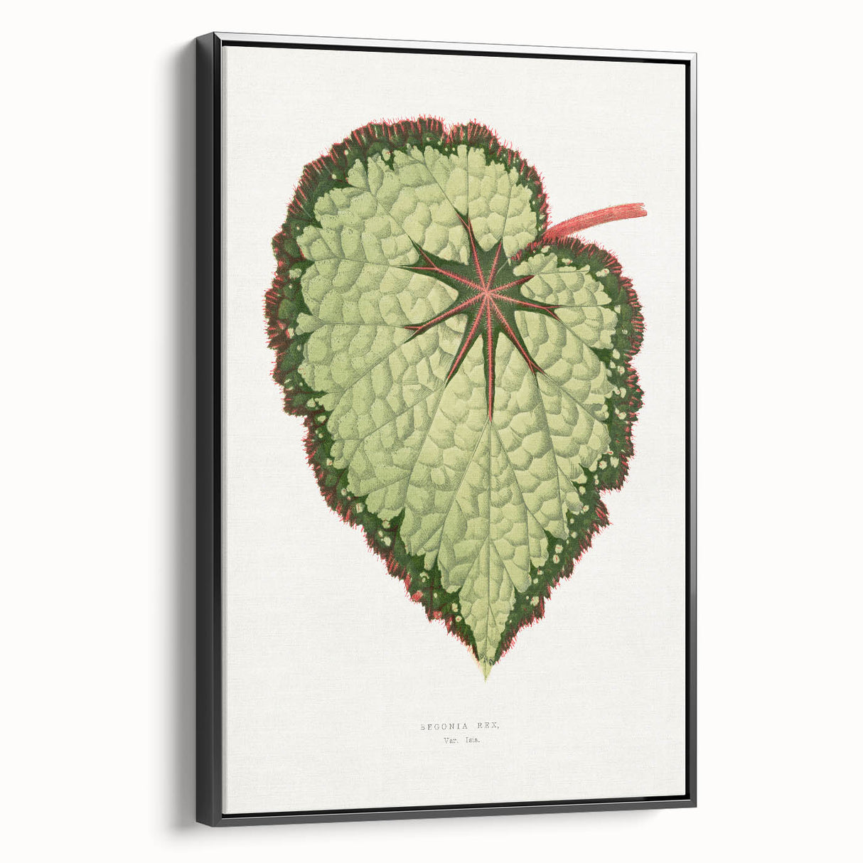 Famous Romantic Era Art: Green Begonia Rex Canvas Print