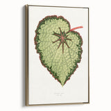 Famous Romantic Era Art: Green Begonia Rex Canvas Print
