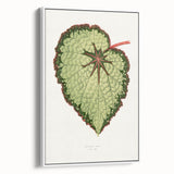 Famous Romantic Era Art: Green Begonia Rex Canvas Print
