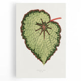 Famous Romantic Era Art: Green Begonia Rex Canvas Print