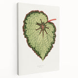 Famous Romantic Era Art: Green Begonia Rex Canvas Print