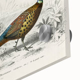 Historical Romanticism Canvas: Ring-necked Pheasant Artwork