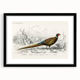 Historical Romanticism Canvas: Ring-necked Pheasant Artwork
