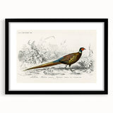 Historical Romanticism Canvas: Ring-necked Pheasant Artwork