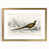 Historical Romanticism Canvas: Ring-necked Pheasant Artwork