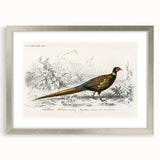 Historical Romanticism Canvas: Ring-necked Pheasant Artwork