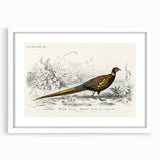 Historical Romanticism Canvas: Ring-necked Pheasant Artwork
