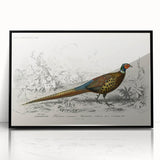 Historical Romanticism Canvas: Ring-necked Pheasant Artwork