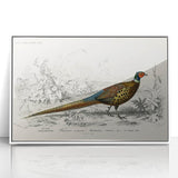 Historical Romanticism Canvas: Ring-necked Pheasant Artwork